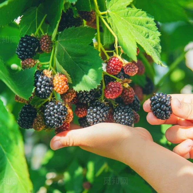 [마이구미] 우리집 건강지킴이 새콤달콤한 슈퍼복분자, 1박스, 1kg