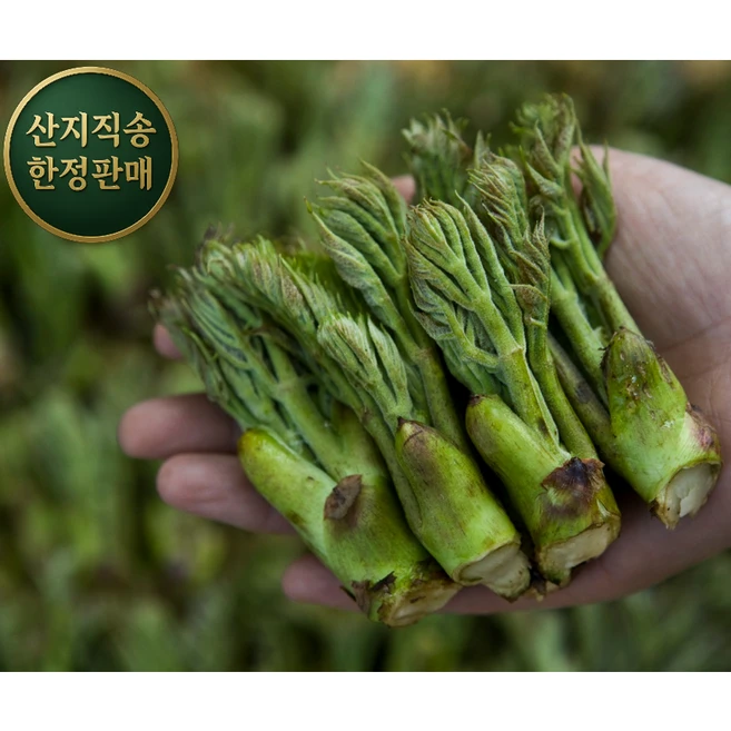 [채담이네 식탁]30일 한정판매 자연산 참두릅 두릅 국내산 산두릅 제철 산나물의 정수 봄나물의 제왕 보양나물 녹색인삼 면역력 강화, 1세트, 1kg