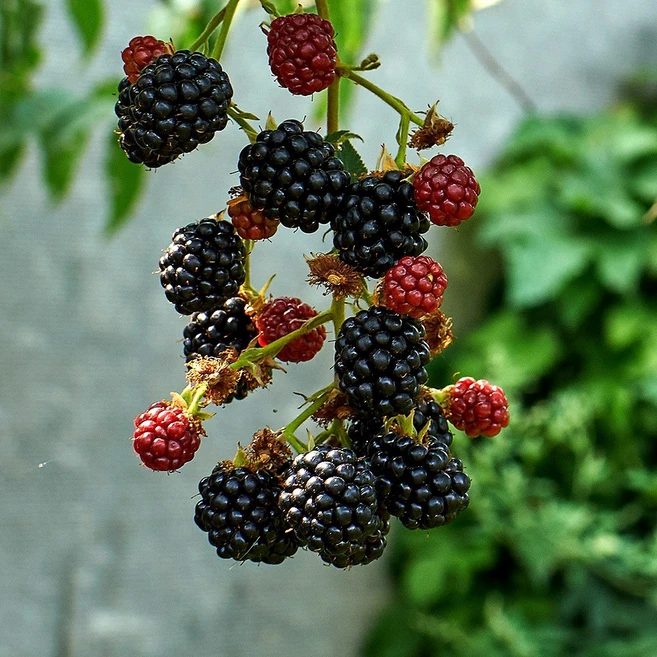 햇 슈퍼 복분자 냉동, 1개, 3kg