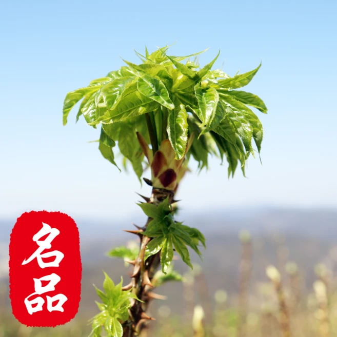 [최상품선별] 당일수확 산지직송 자연산 엄나무순 개두릅, 1세트, 1kg