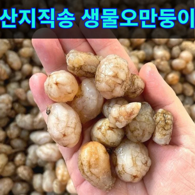 [최상품] 산지직송 싱싱한 생물오만둥이, 1개, 생물 1kg