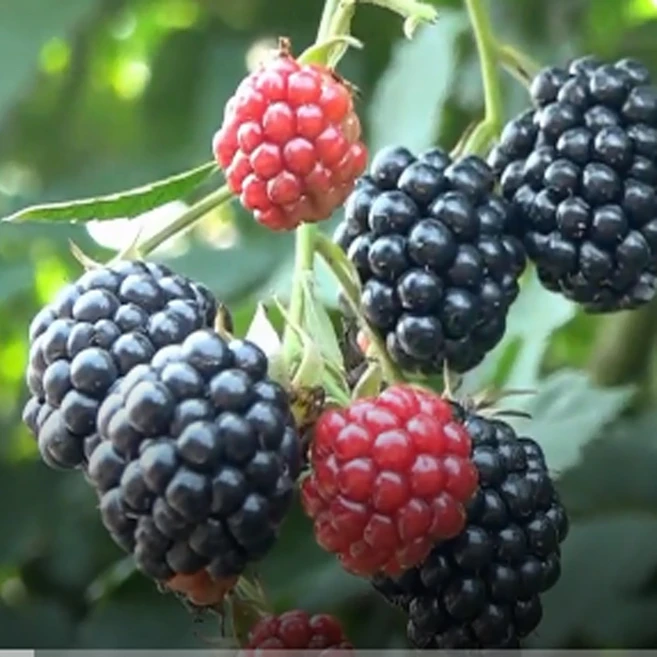 최상품 복분자 3kg 5kg 10kg 급속냉동 슈퍼복분자, 1박스, 슈퍼복분자 5kg