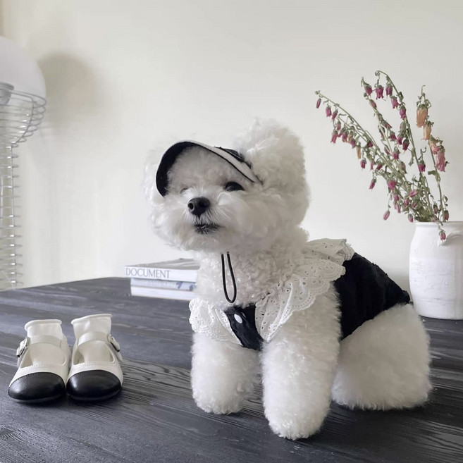 추천3 강아지 옷