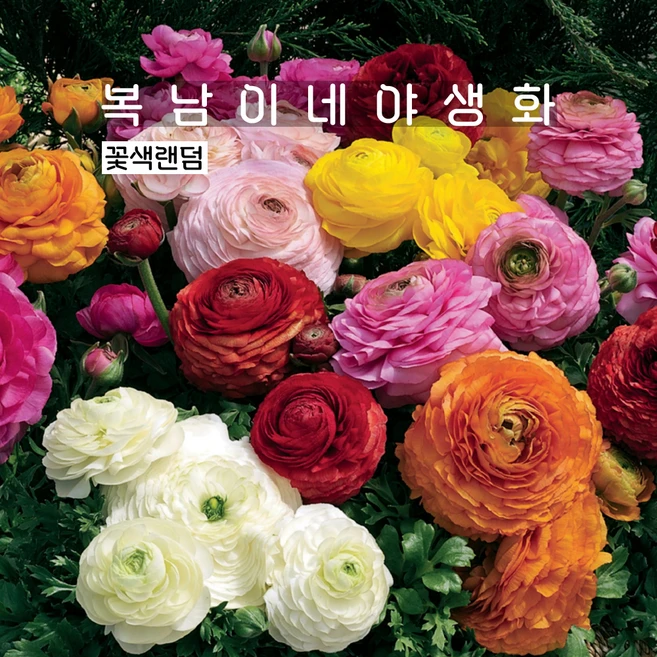 라넌큘러스 매직 [4포트 복남이네야생화 모종 실내가드닝 ranunculus], 4개