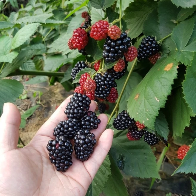 착한농장 햇 블랙베리 슈퍼 복분자 5kg, 300개