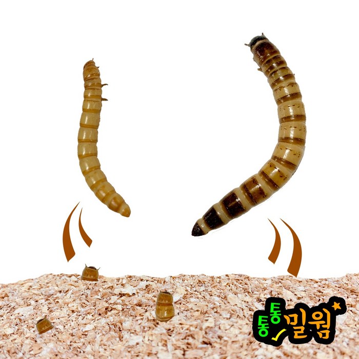 통통 밀웜 2~3cm, 100마리+50마리 대표 이미지 - 햄스터 사료 추천