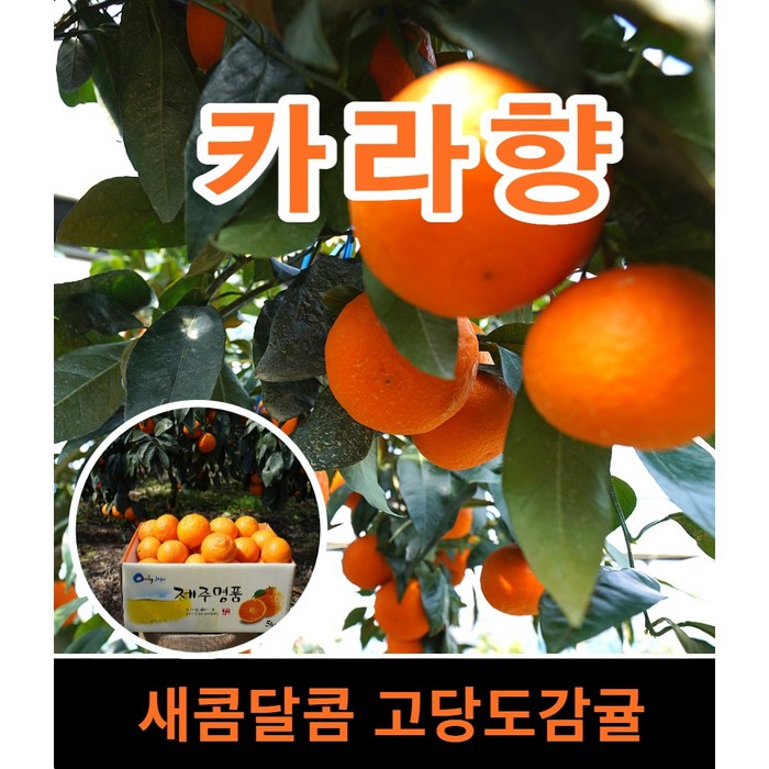 달콤고당도 새콤달콤한 제주하우스카라향2kg3KG 5KG 벌크발송, 1박스, 카라향2kg 로얄과 실중량 벌크-추가구성 대표 이미지 - 제주 카라향 추천