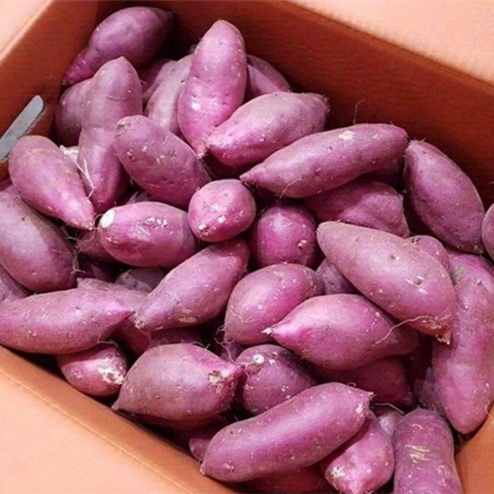 껍질째 바로먹는 애플구마 3kg 꿀담 고구마 달수 꿀밤 꿀 호박 애플고구마, 1box, 3kg 한입 대표 이미지 - 한입 고구마 추천