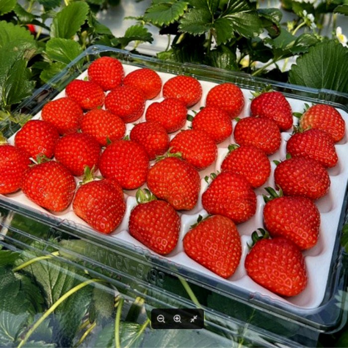 당일수확 금실딸기 왕딸기 특딸기 딸기선물세트 산지직송 750g, 옵션 1. 금실딸기(35구)750g 대표 이미지 - 금실 딸기 추천