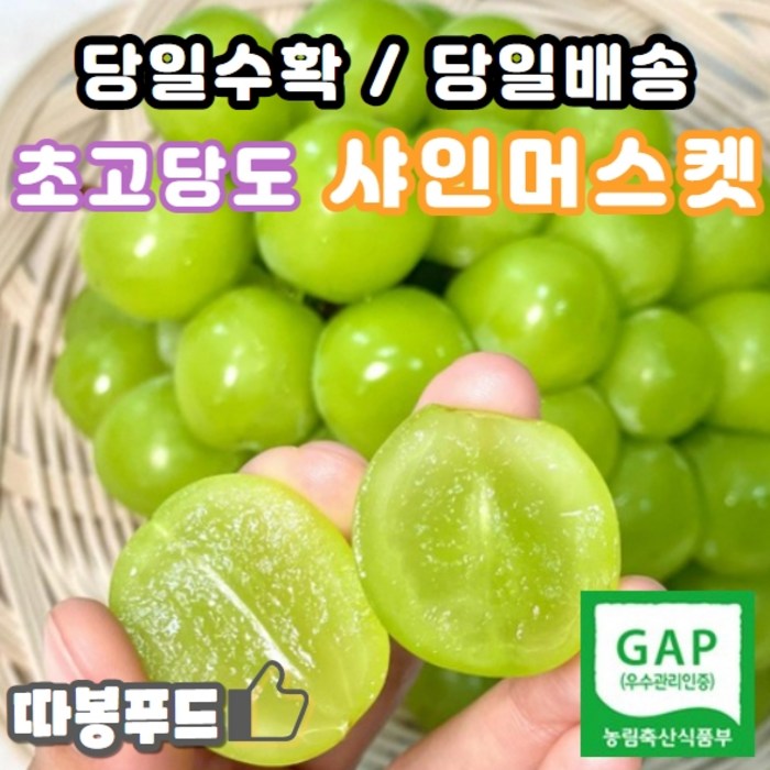 [당일수확+당일배송] GAP인증 프리미엄 특등급 샤인머스켓 1kg 2kg, 4) 프리미엄 특품 2kg (2-3수) 대표 이미지 - 샤인머스켓 추천