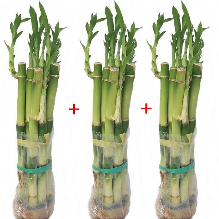 트리앤 1+1+1 개운죽20cm x 10ea 1개 대표 이미지 - 수경 재배 식물 추천