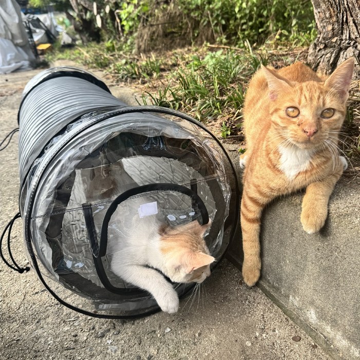 길고양이집 길냥이집 야외고양이집 겨울집