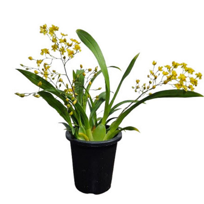 플라워뱅크 온시디움환타지아소fb344