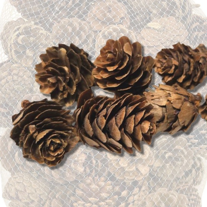 아이몽 천연 가습기 솔방울 대량 1kg 장식 가을 크리스마스 오너먼트 만들기재료 공예재료, 자연, 1개