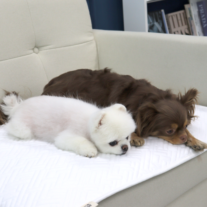 초코펫하우스 강아지 듀라론 아이스 쿨매트, 단일색상, 1개 초코펫하우스 강아지 듀라론 아이스 쿨매트, 단일색상, 1개
