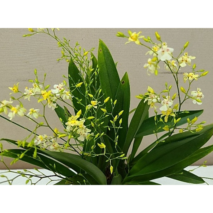 [신라난농원]환타지아.팝콘해피트윙클.특대품.(쵸코렛향).예쁜노랑에 크림색..꽃대없음.인기.필독뒷사진참고.