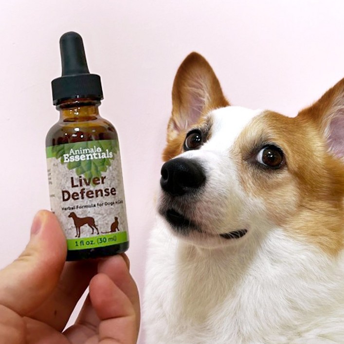 애니멀에센셜 간팅크 강아지 고양이 간 보조제 영양제 밀크씨슬 50% 간수치 관리 눈물자국 예방