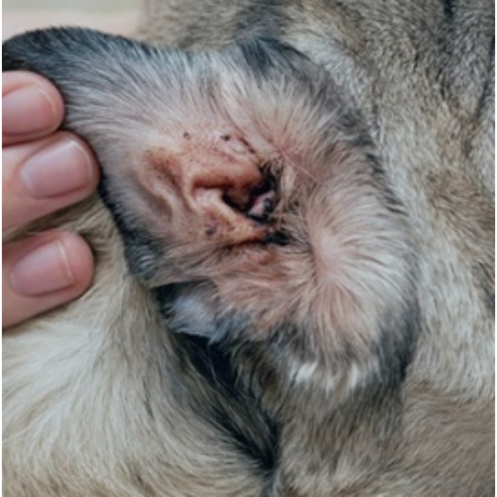 강아지귀각질 강아지귀곰팡이 강아지중이염 강아지내이염 고양이귀진드기