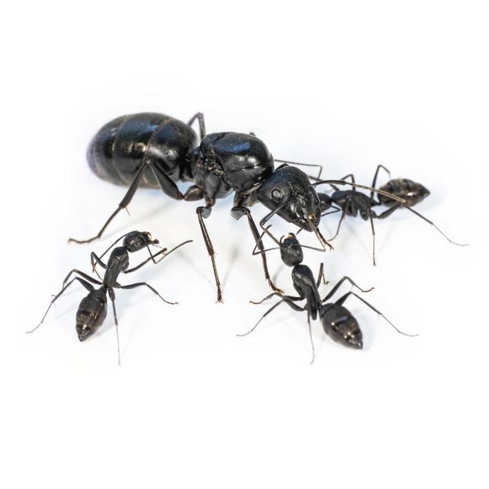 앤트킹 일본왕개미 여왕개미 키우기 관찰