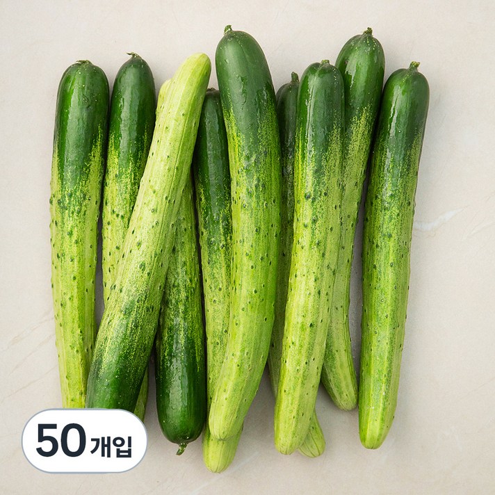 국내산 백오이, 10개입, 5개