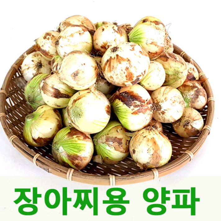 장아찌용양파5kg 햇양파 무안양파, 장아찌용양파3kg
