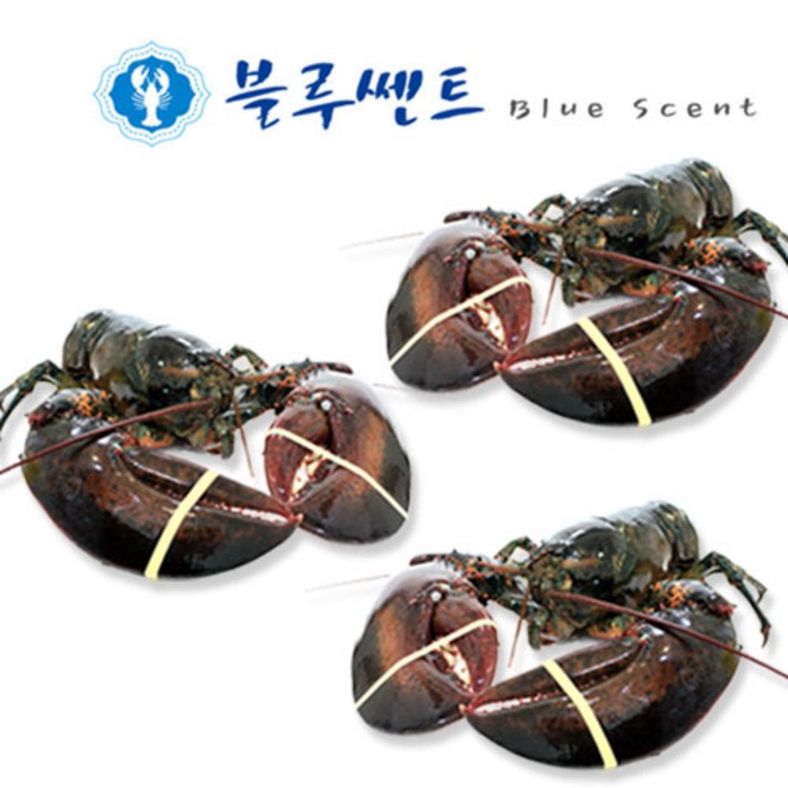 블루쎈트 프리미엄 활 랍스타, 500g, 3마리