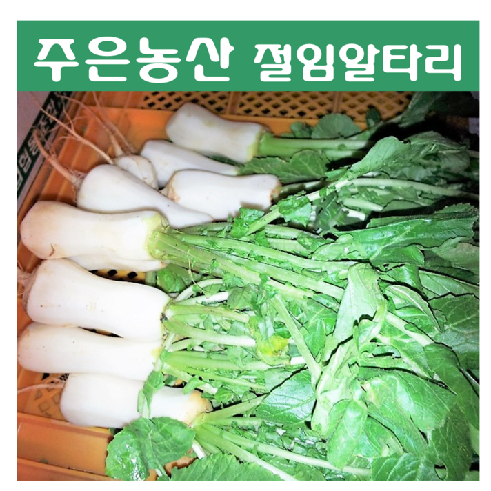 [국내제조] 식자재 가락시장 유일 김치전문점 주은 알타리 총각무절임 5kg, 알타리 5kg+아이스박스 포장