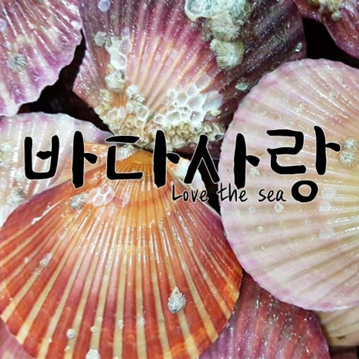[바다사랑]신선하고 달콤한 제철 세척 고성 홍가리비 2kg, 2kg x 1box