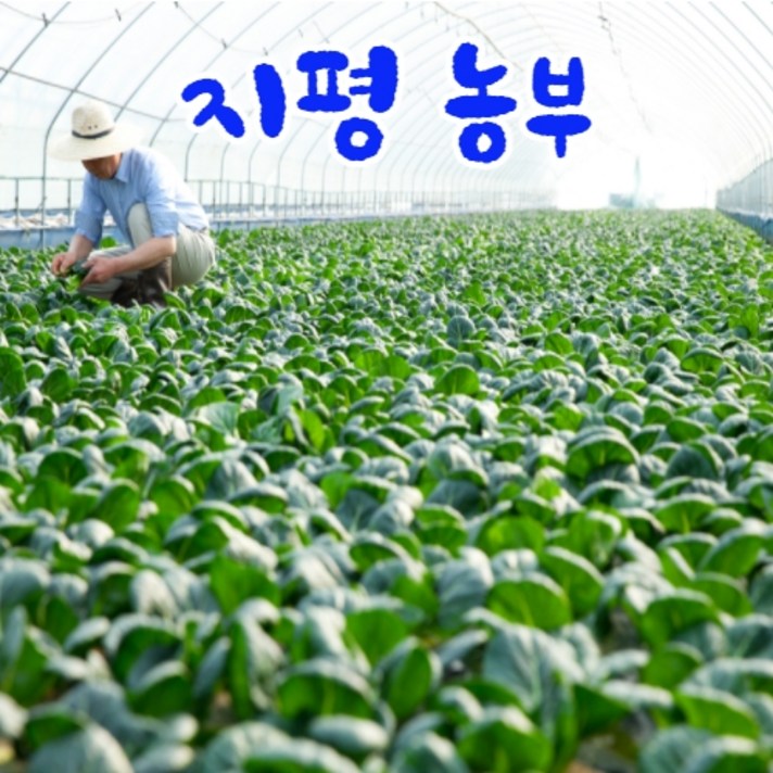 [묽맑은 양평] 지평농부 모듬쌈 & 샐러드채소, 로메인2kg