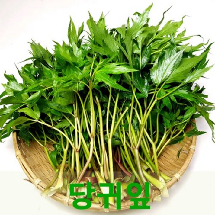 당귀잎1kg 쌈채소 장아찌용 건강채소, 선택하세요