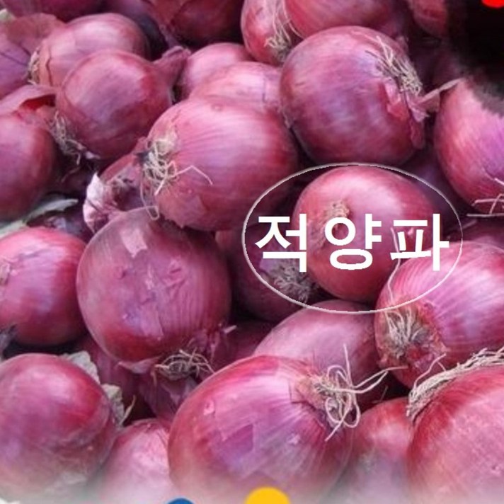 햇 적양파 신선농장 자색양파, 10kg