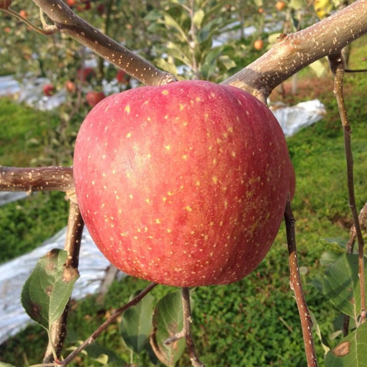 애플팜스 고랭지 거창사과 부사 정품 5kg, 1개, 5kg 가정용 흠집 소과 1925과