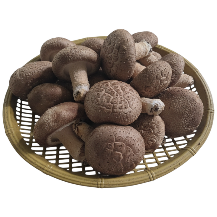 예산농장생표고버섯  GAP인증 산지직송 생표고버섯 못난이 는 맛이나 영양에  차이가 없습니다 .가정용으로 추천 육수용 가루용 김장용 대량용 못난이 1KG