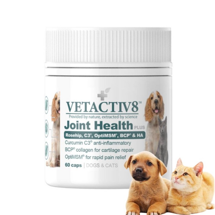 벳액티브8 반려동물 조인트 헬스플러스 캡슐형 강아지 고양이 관절영양제 60캡슐180캡슐