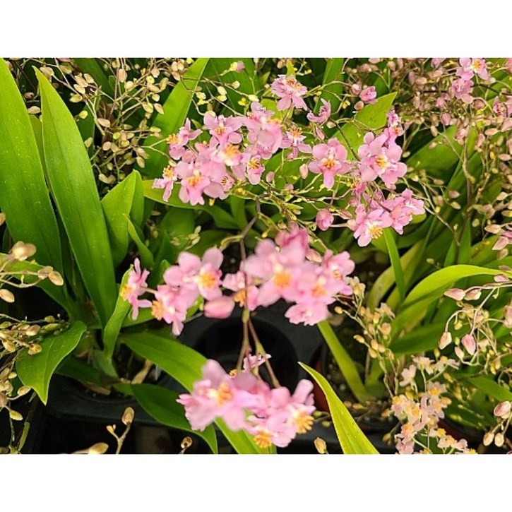 신라난농원환타지아.향천쵸코렛향.핑크색.향이 진짜 좋습니다.꽃대있습니다.색상예쁨.인기상품.필독뒷사진참고.