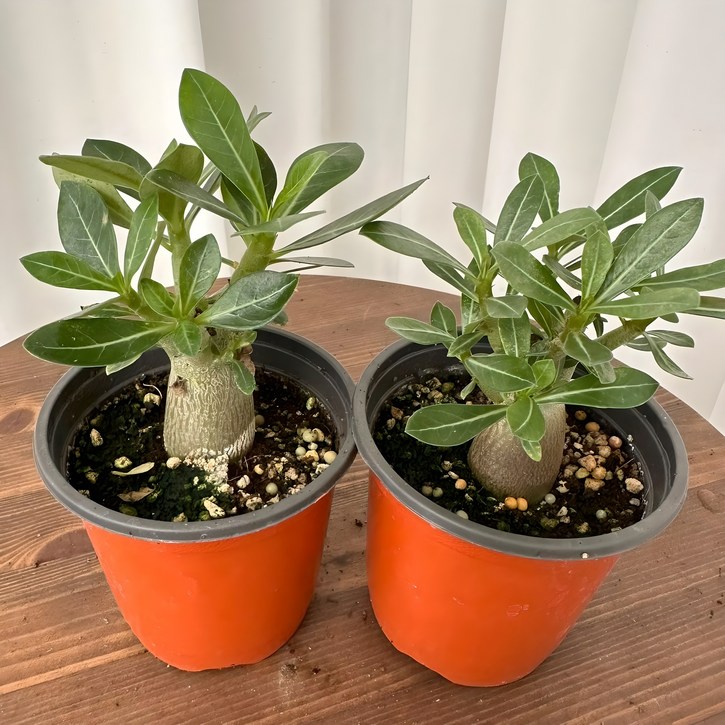 석화 미니바오밥나무 사막의장미 11 온정원 공기정화식물, 2개