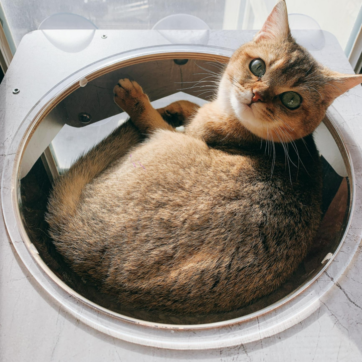 헤라우스점핑 고양이 일광욕 창문 캣타워 투명 해먹 캣워크 캣워커 캣폴, 창문 투명해먹, 1개